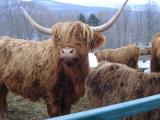 Highland beef at Au Diable Vert