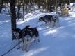 The dogs were waiting for me