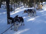The dogs were waiting for me