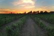 Vignoble de l'Orpailleur Économusée de la vigne et du vin