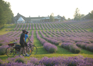 Bleu Lavande - Cycling