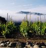 Wine Route