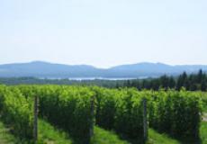Wine and Gourmet Region