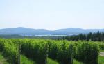 Wine and Gourmet Region