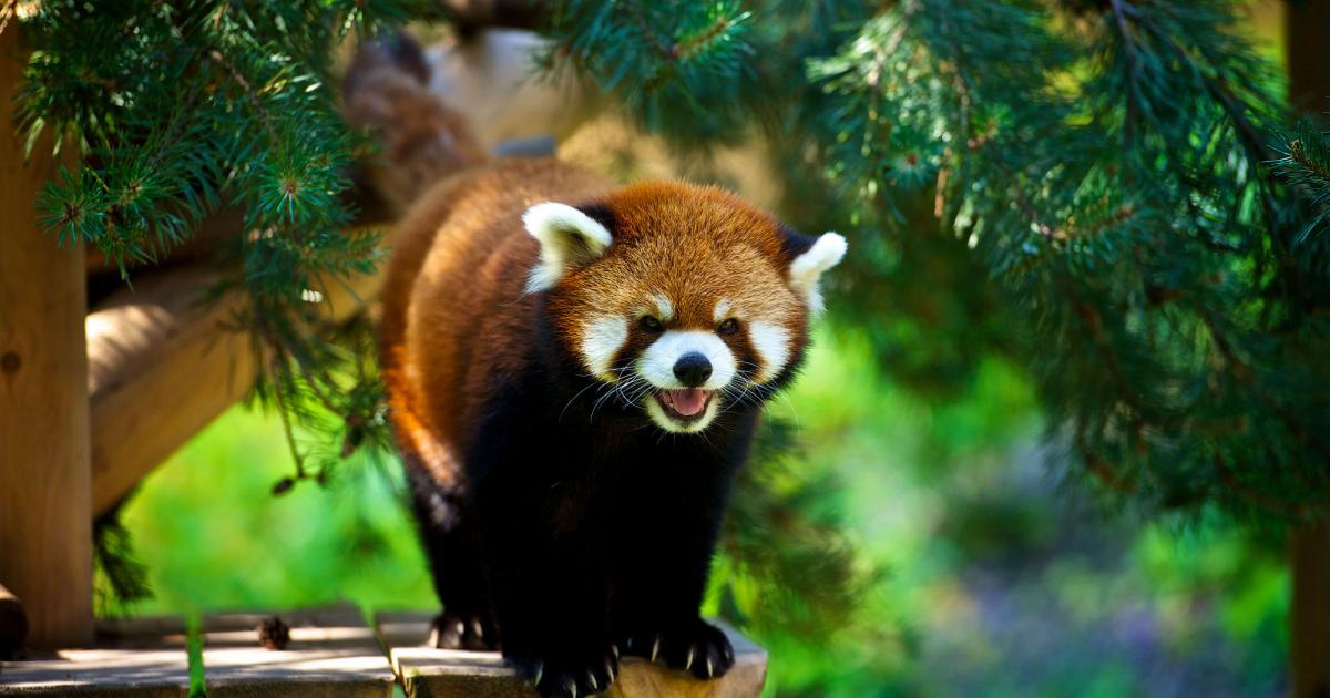 Zoo de Granby Granby Eastern Townships (Quebec)