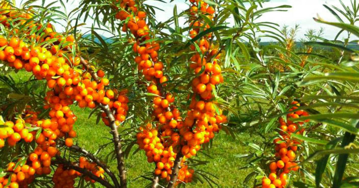 Jardins Zone Orange SainteAnnedelaRochelle Eastern Townships