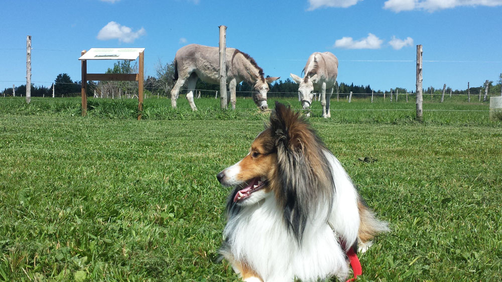 Max and Fiona on vacation at Asinerie Les Anes en culotte