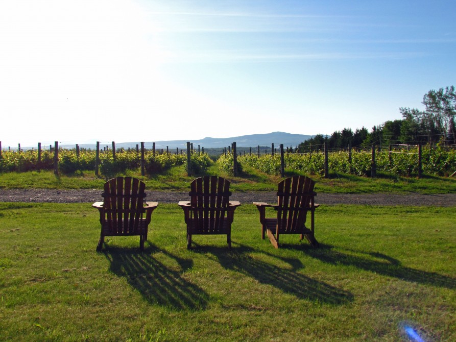 Léon Courville's vineyard - Lac-Brome: Léon Courville's vineyard - Lac-Brome