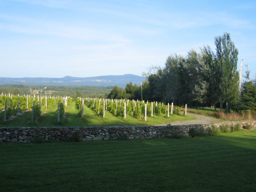 Léon Courville's vineyard - Lac-Brome: Léon Courville's vineyard - Lac-Brome (Knowlton). ©Sébastien Larose
