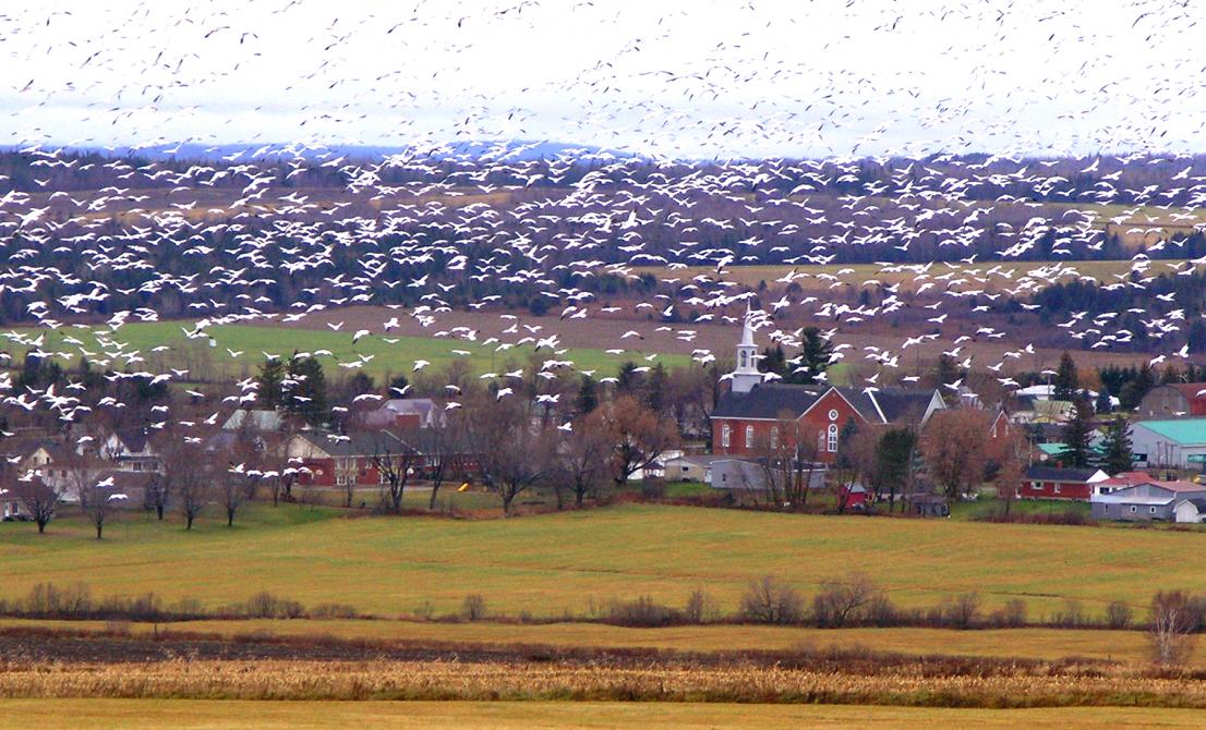 City of Saint-Camille: MRC des Sources