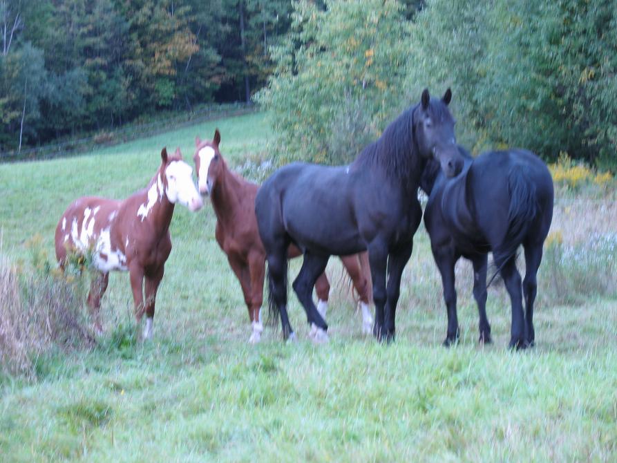 Our Horses: