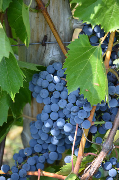 Vignoble Chemin de la Rivière: