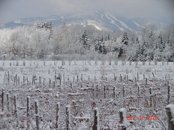 Vignoble Chemin de la Rivière:
