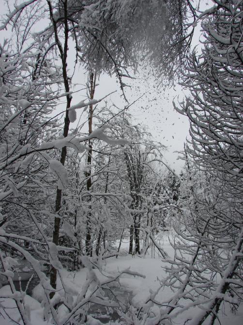 Sentier de Raquettes: L'Association du Marais-de-la-Rivière-aux-Cerises