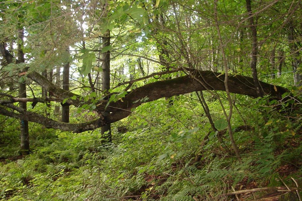 Sentier de l'Érablière: Mont Bélanger