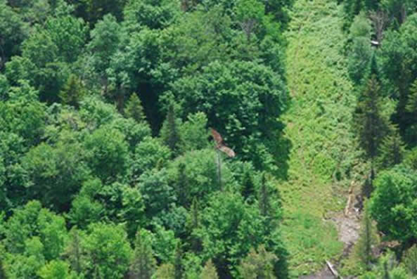 Sentier Face de Singe: Mont Bélanger