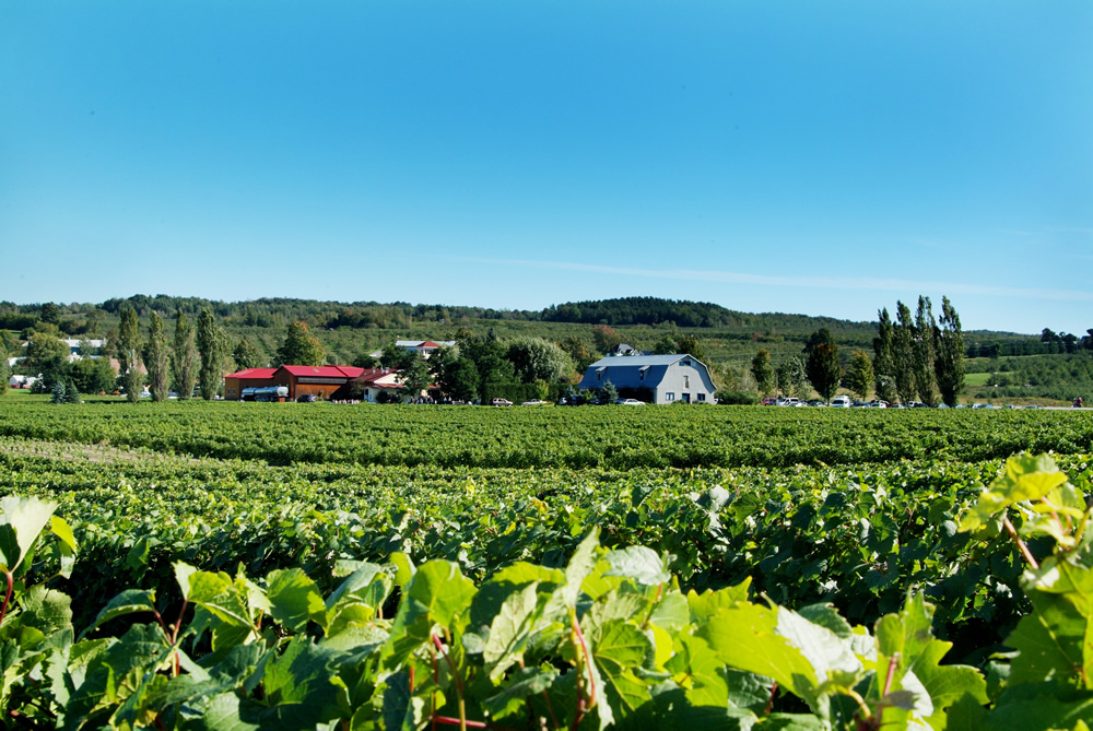 Vignoble de l'Orpailleur-ÉCONOMUSÉE de la Vigne et du Vin: Dunham