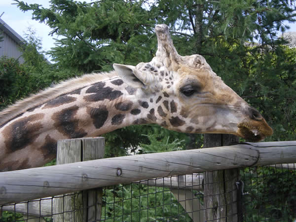 Zoo de Granby: Zoo de Granby
