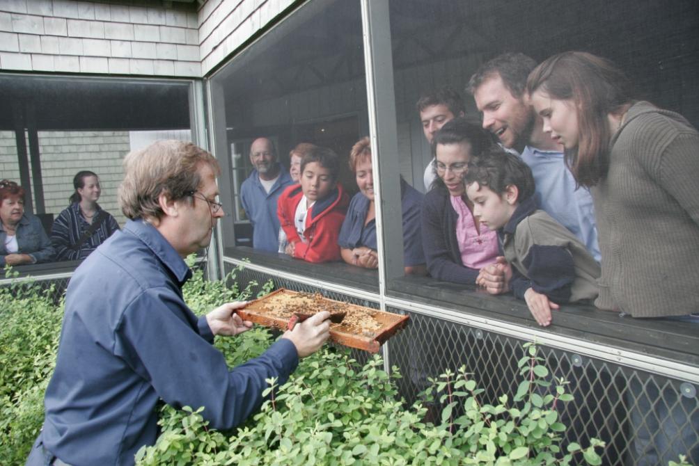 Opening a bee hive: