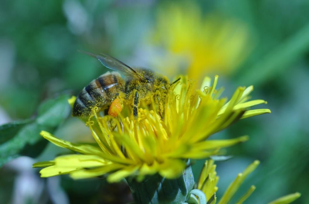Honeybee:
