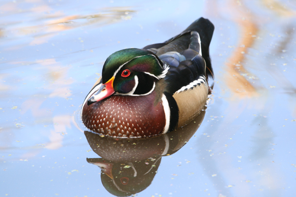 Wood duck: Centre d'interprétation de la nature du lac Boivin