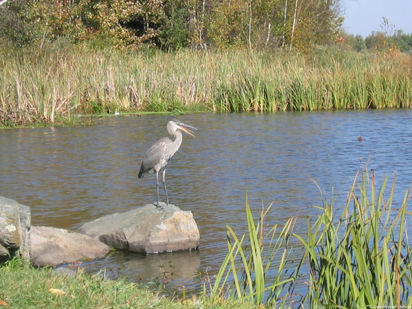 Heron: Centre d'interprétation de la nature du lac Boivin