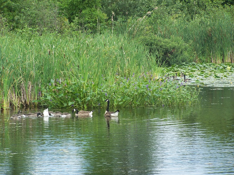 Sentier Magnola: Étang Burbank