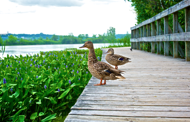 Ducks: Centre d'interprétation de la nature du lac Boivin