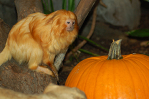 Halloween at the Zoo: Zoo de Granby