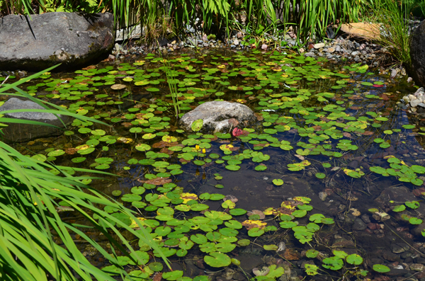 Serres municipales Carl-Camirand: Parc du Domaine Howard