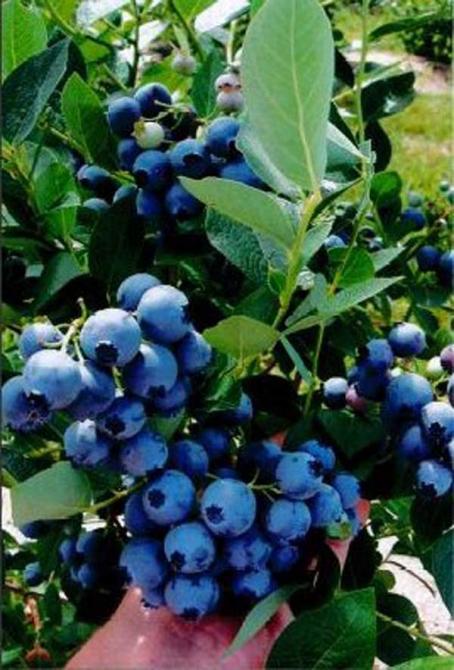 Blueberries: Bleuetière Harmonie Nature