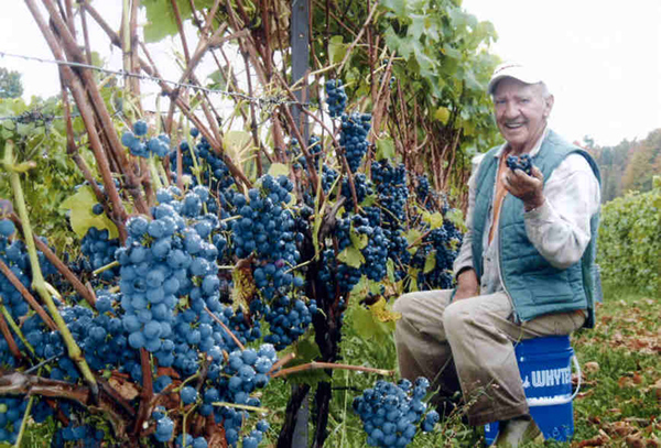 Vignoble Domaine Bresee: Sutton