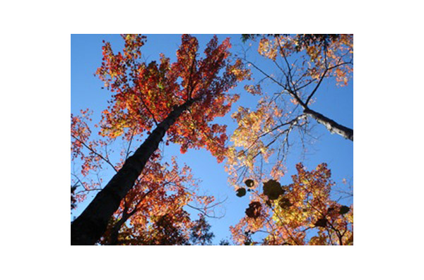 Arbre Sutton: Arbre Sutton