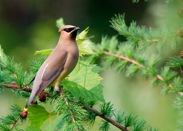 Société de loisir ornithologique de l'Estrie: Sherbrooke