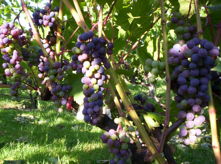 Au Vignoble d'Orford: Orford