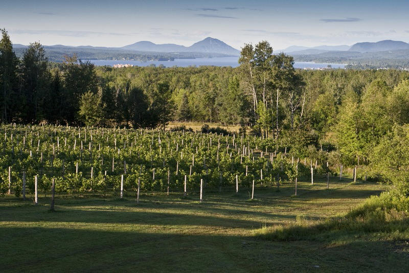 Au Vignoble d'Orford: Orford