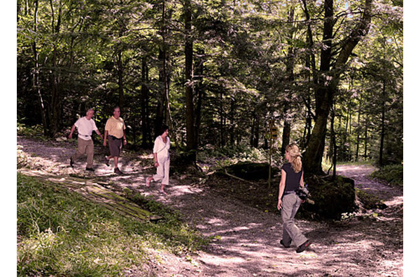 Arbre Sutton: Arbre Sutton - Hiking