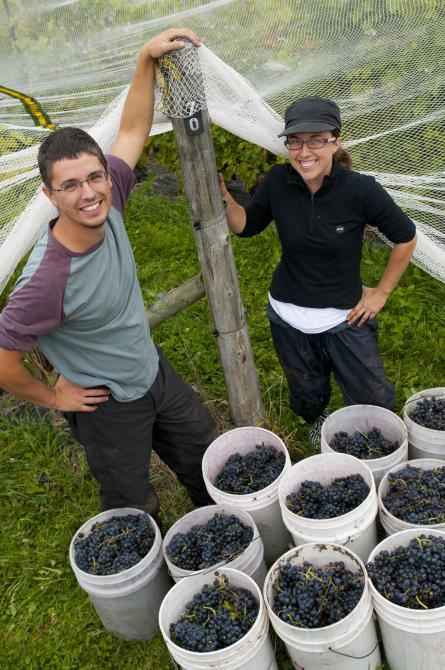 Brome-Missisquoi Wine Route Harvest: Photo : Jean-François Bergeron