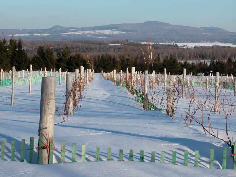 Domaine Les Brome-The wine route: