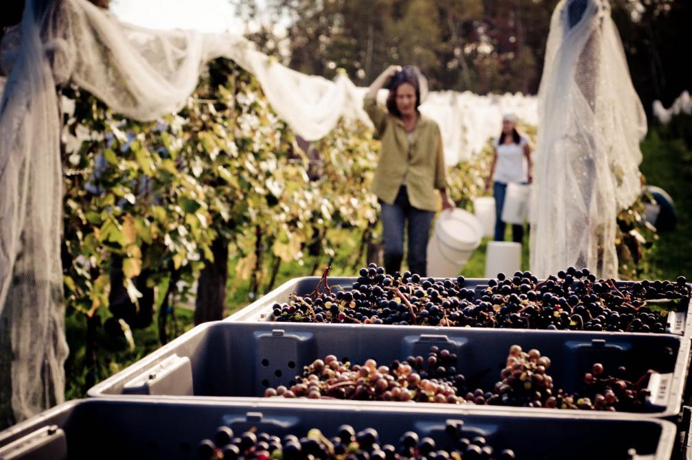 Harvest time: