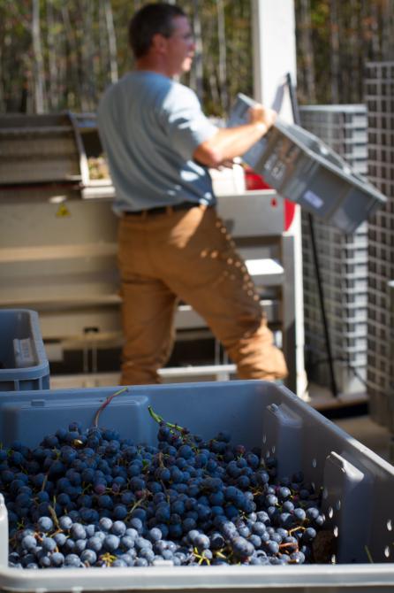 Pressing of grapes: