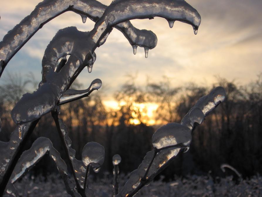 Ice storm in the vineyard: