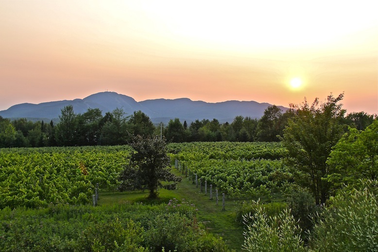 Au Vignoble d'Orford: Orford