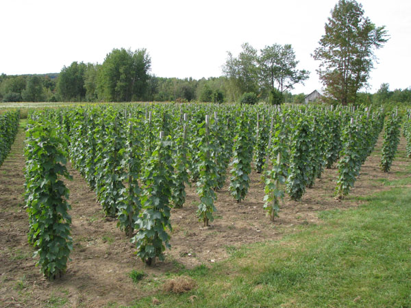 Clos Saragnat: