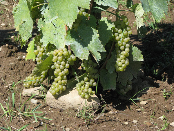 Clos Saragnat: