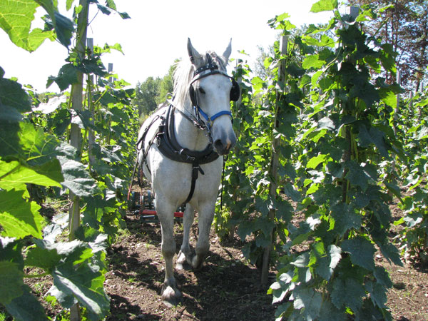 Clos Saragnat: