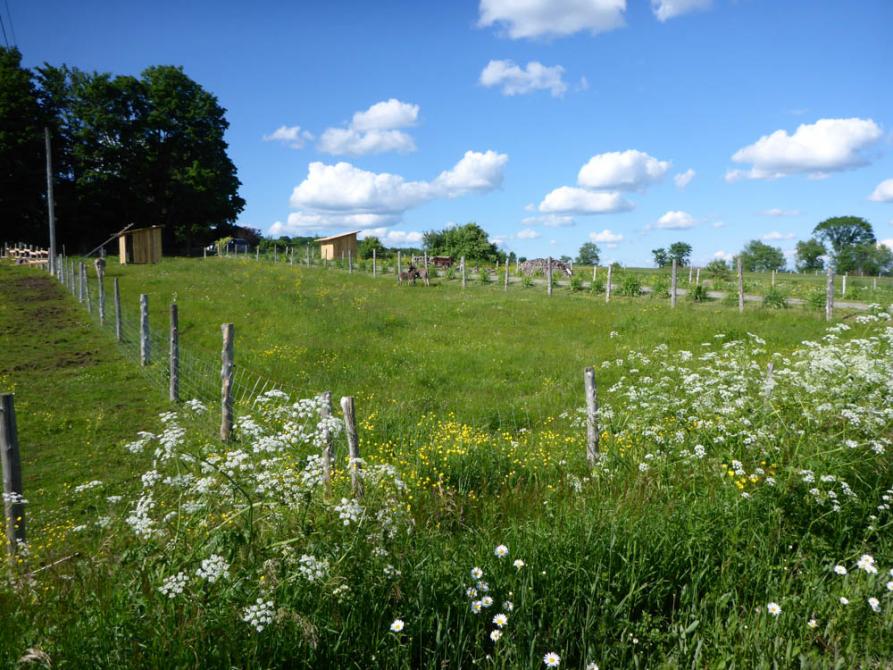 Asinerie les ânes en culotte: Sainte-Anne-de-la-Rochelle