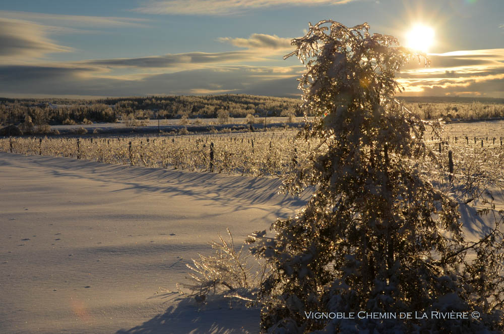 Vignoble Chemin de la Rivière: Magog