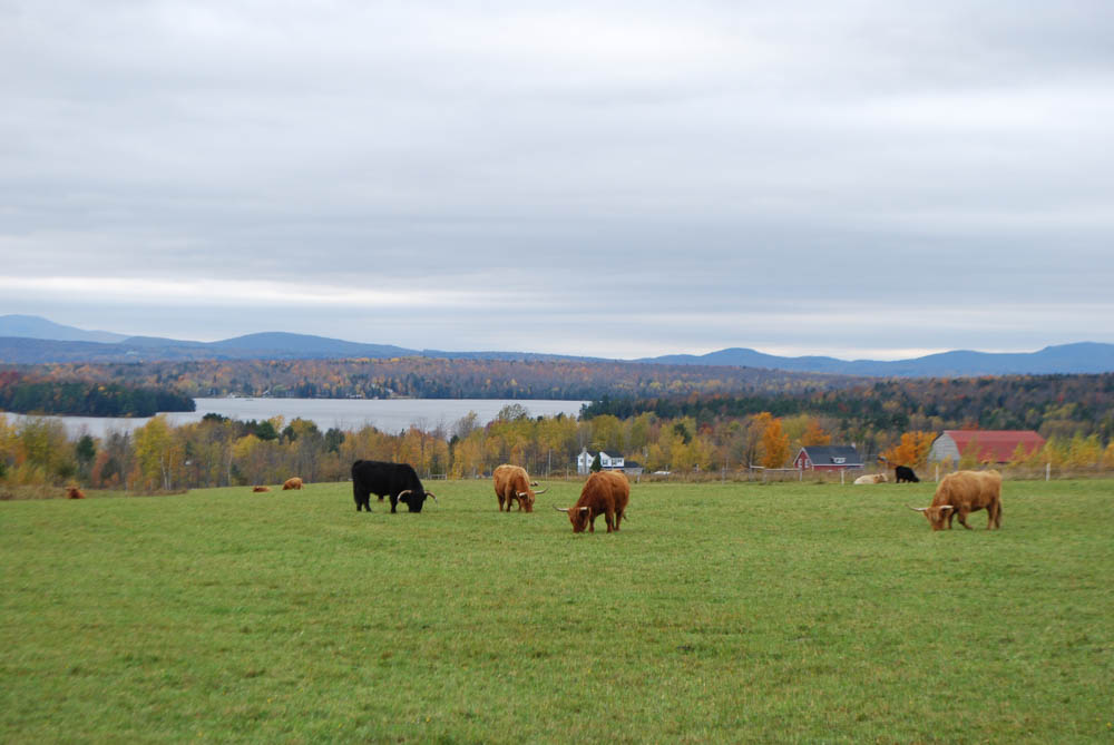 Ferme Au pied levé: Magog
