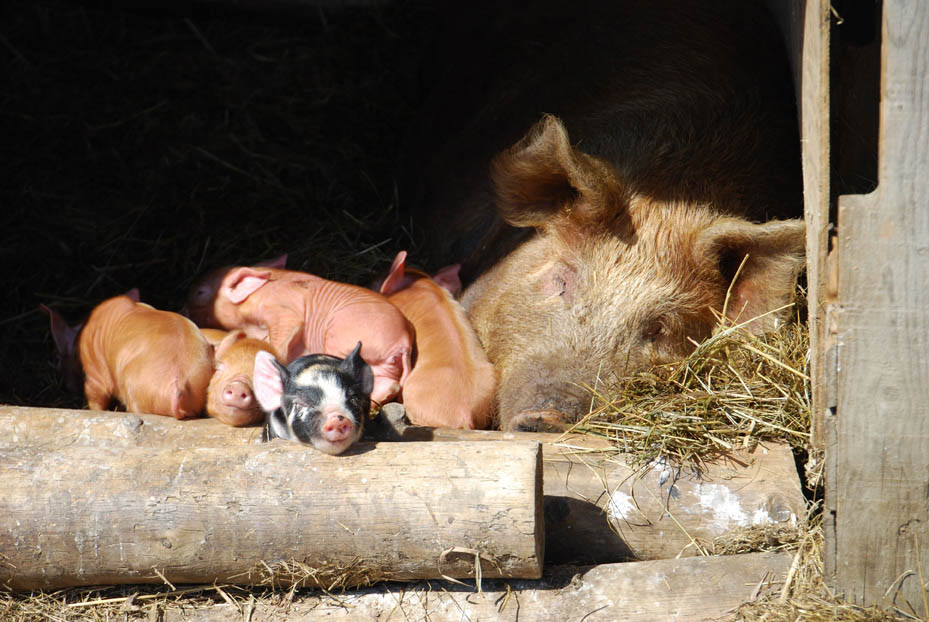 Ferme Au pied levé: Magog